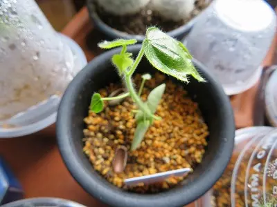 ステルクリア・アフリカーナ Sterculiaafricana 実生｜そだレポ（栽培