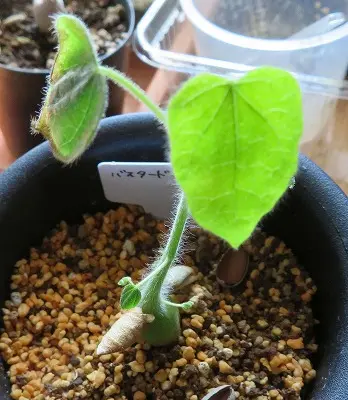 ステルクリア・アフリカーナ Sterculiaafricana 実生｜そだレポ（栽培