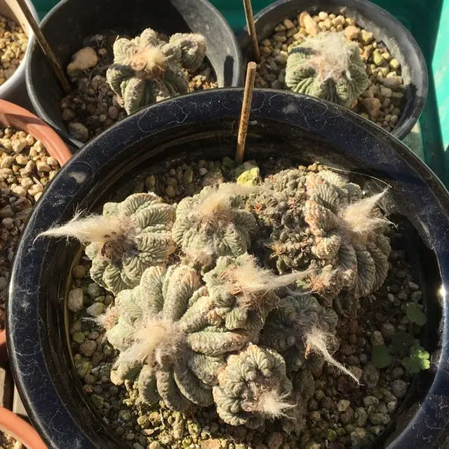 絶滅危惧種「花籠」開花写真集①('19.4/1以降'20.6/4迄 絶滅危惧種「花籠」開花写真集①('19.4/1以降'20.6/4迄