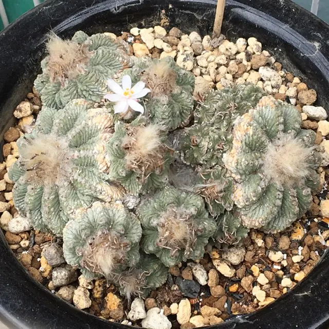 g*y様 ◇オークション 花籠 発根株 サボテン 多肉植物 2025年最新】