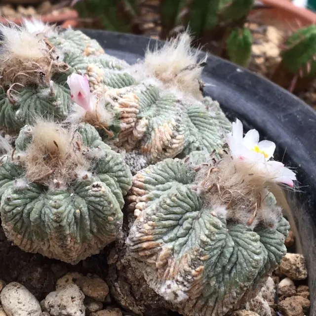 絶滅危惧種「花籠」開花写真集①('19.4/1以降'20.6/4迄)｜そだ
