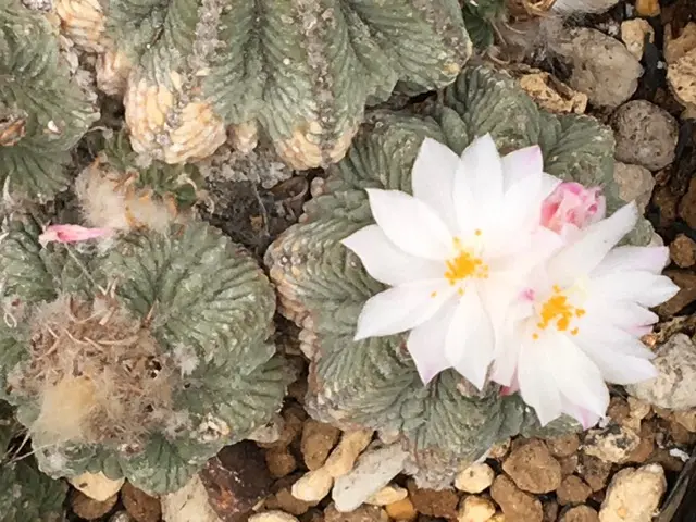 花籠　群生 輸入群生株の吹き子。「絶滅危惧種「花籠」開花写真集①('19.4/1以降
