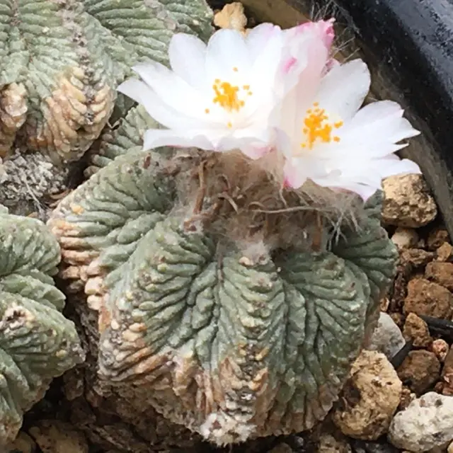 絶滅危惧種「花籠」開花写真集①('19.4/1以降'20.6/4迄)｜そだ
