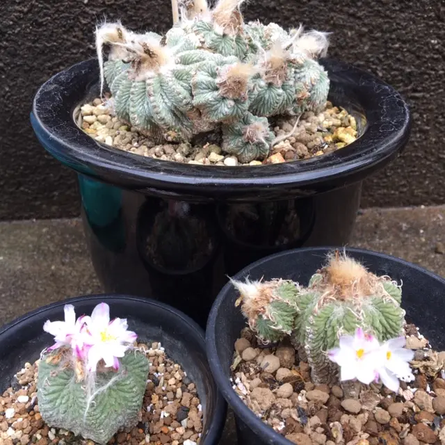 絶滅危惧種「花籠」開花写真集①('19.4/1以降'20.6/4迄)｜そだ