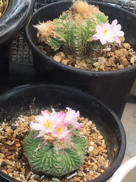 絶滅危惧種「花籠」開花写真集①('19.4/1以降'20.6/4迄)｜そだ