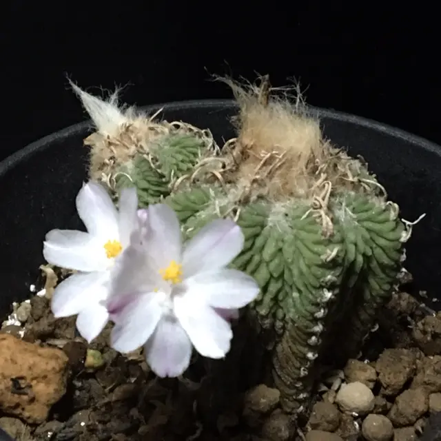 絶滅危惧種「花籠」開花写真集①('19.4/1以降'20.6/4迄)｜そだ