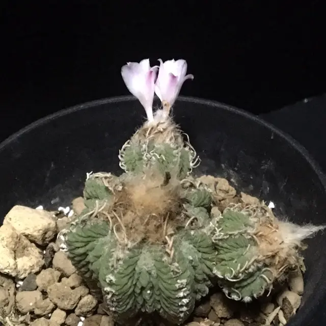 アズテキウム 花籠 Aztekium ritteri 20230822 | SPG 'for sale'
