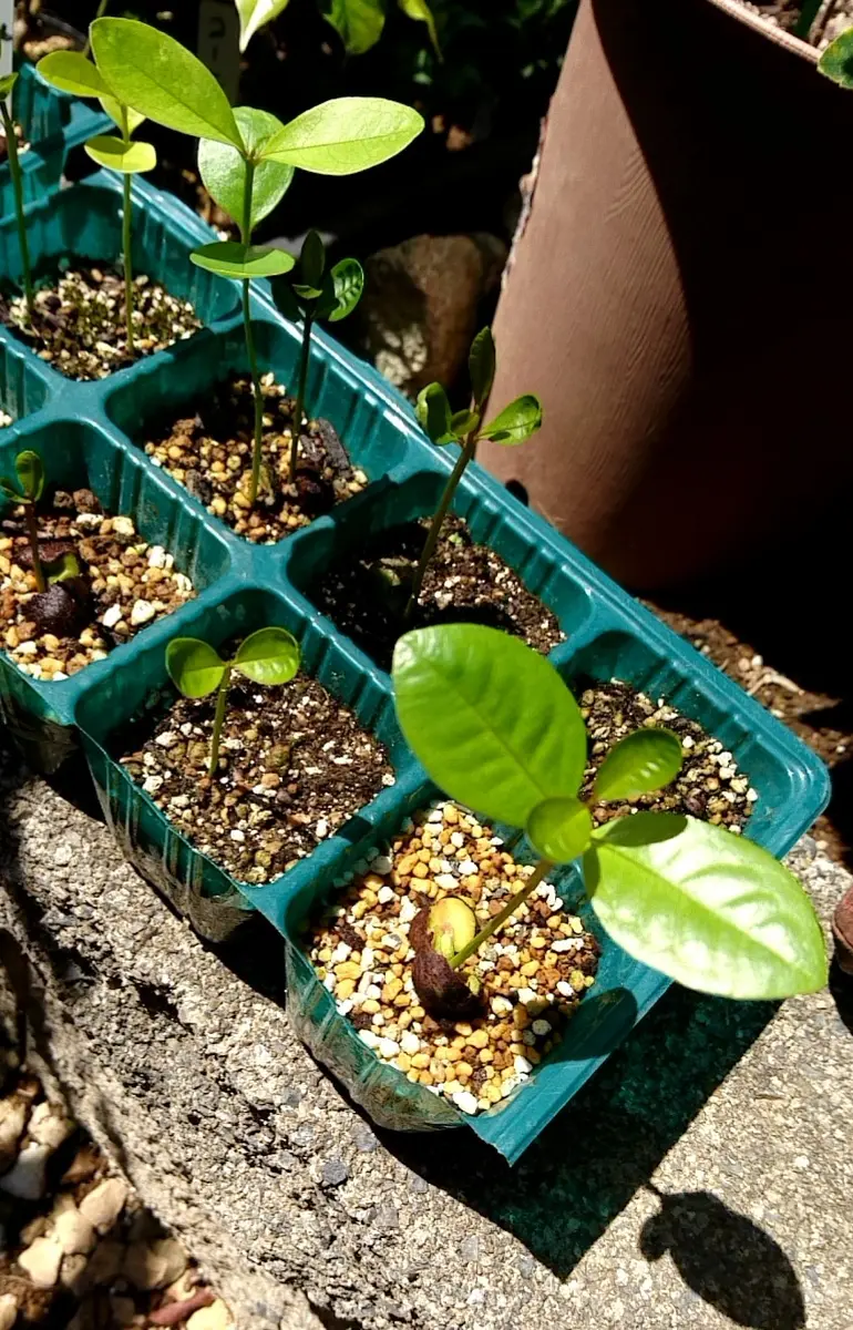 レンブ｜そだレポ（栽培レポート）byさいぞう｜みんなの趣味の園芸