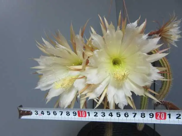 Selenicereus donkelaarii セレニケレウス ドンケラーリ Selenicereus donkelaarii セレニケレウス ドンケラーリ Selenicereus