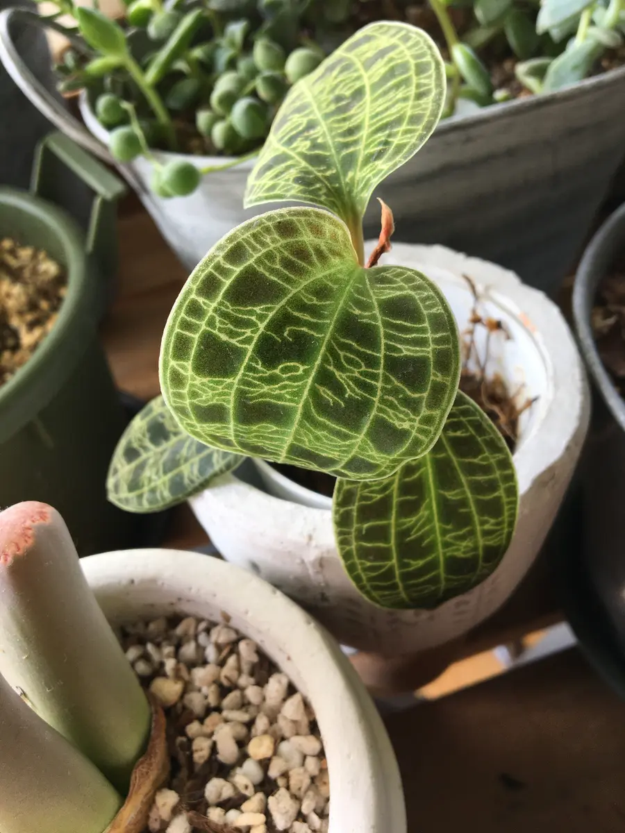 初ジュエルオーキッド(^-^)｜そだレポ（栽培レポート）byさわえり