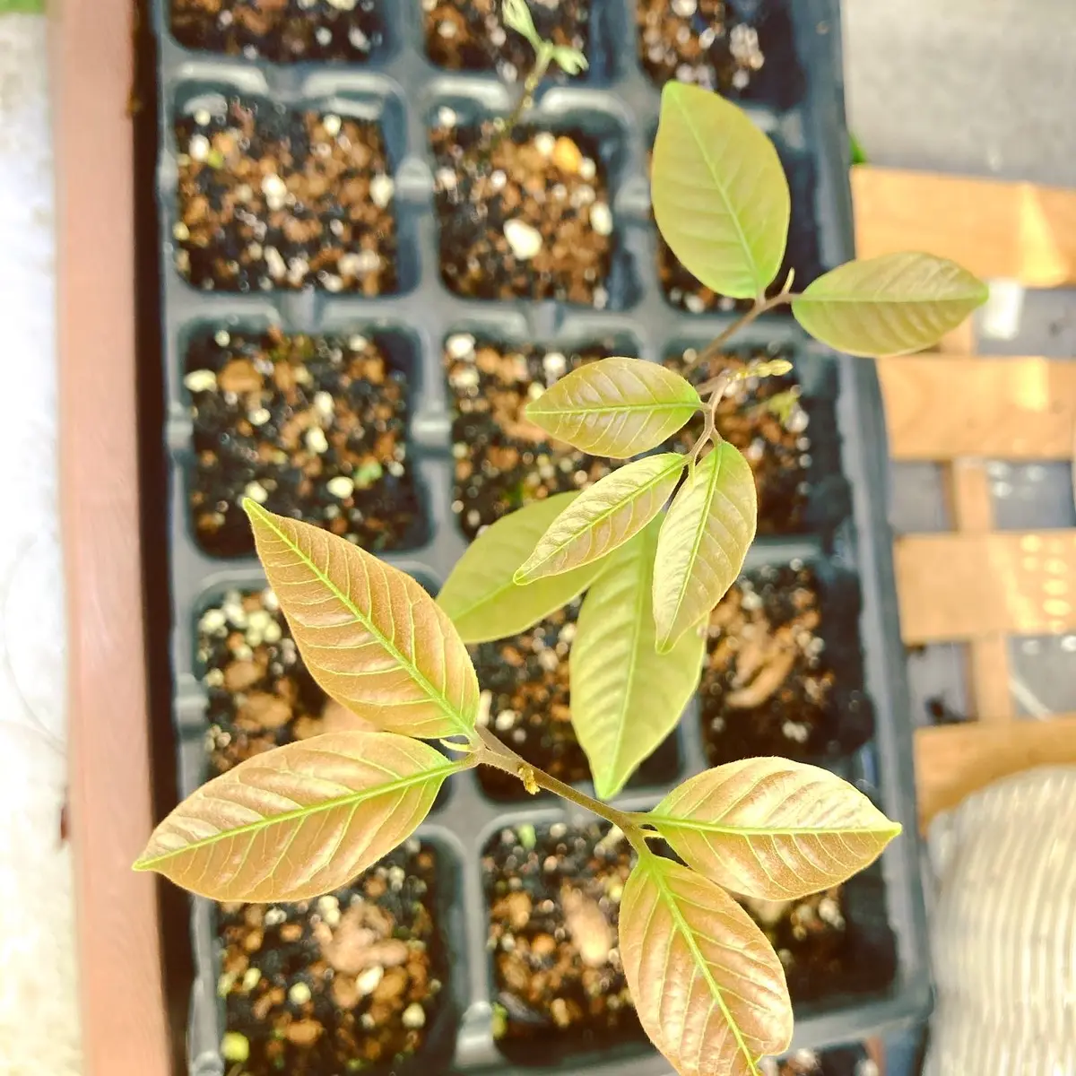 実生ランブータン（2回目）｜そだレポ（栽培レポート）byげっこ