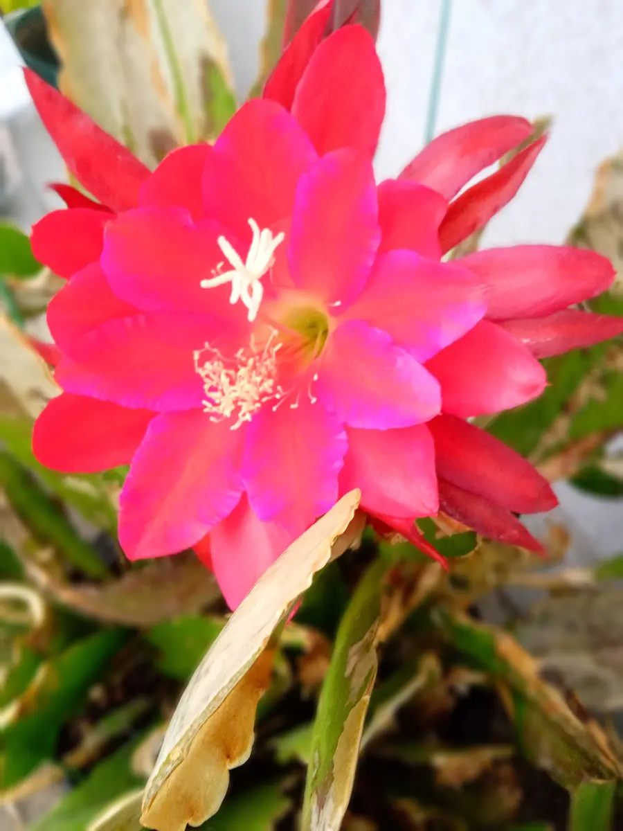 挿し木して7年目。孔雀サボテンの花が咲きました。｜そだレポ（栽培