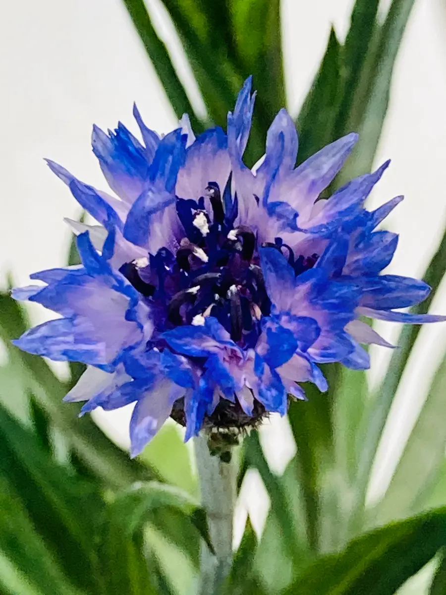 可愛い矢車草のちょっと低めのコンポティエ 矢車草（セントーレア）・八重咲 混合| 種・苗・ガーデニング用品の