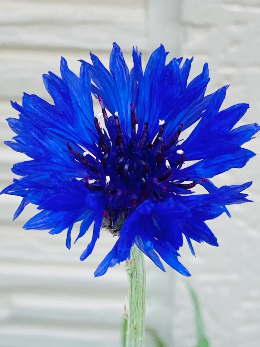 矢車草チャレンジ2021🎵｜そだレポ（栽培レポート）bymasaさん