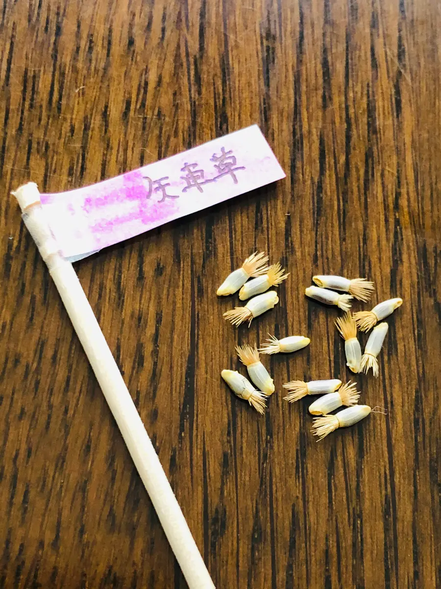 矢車草チャレンジ2021🎵｜そだレポ（栽培レポート）bymasaさん