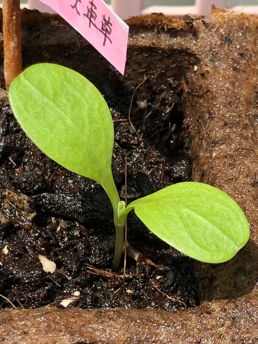可愛い矢車草のちょっと低めのコンポティエ 矢車草（セントーレア）・八重咲 混合| 種・苗・ガーデニング用品の