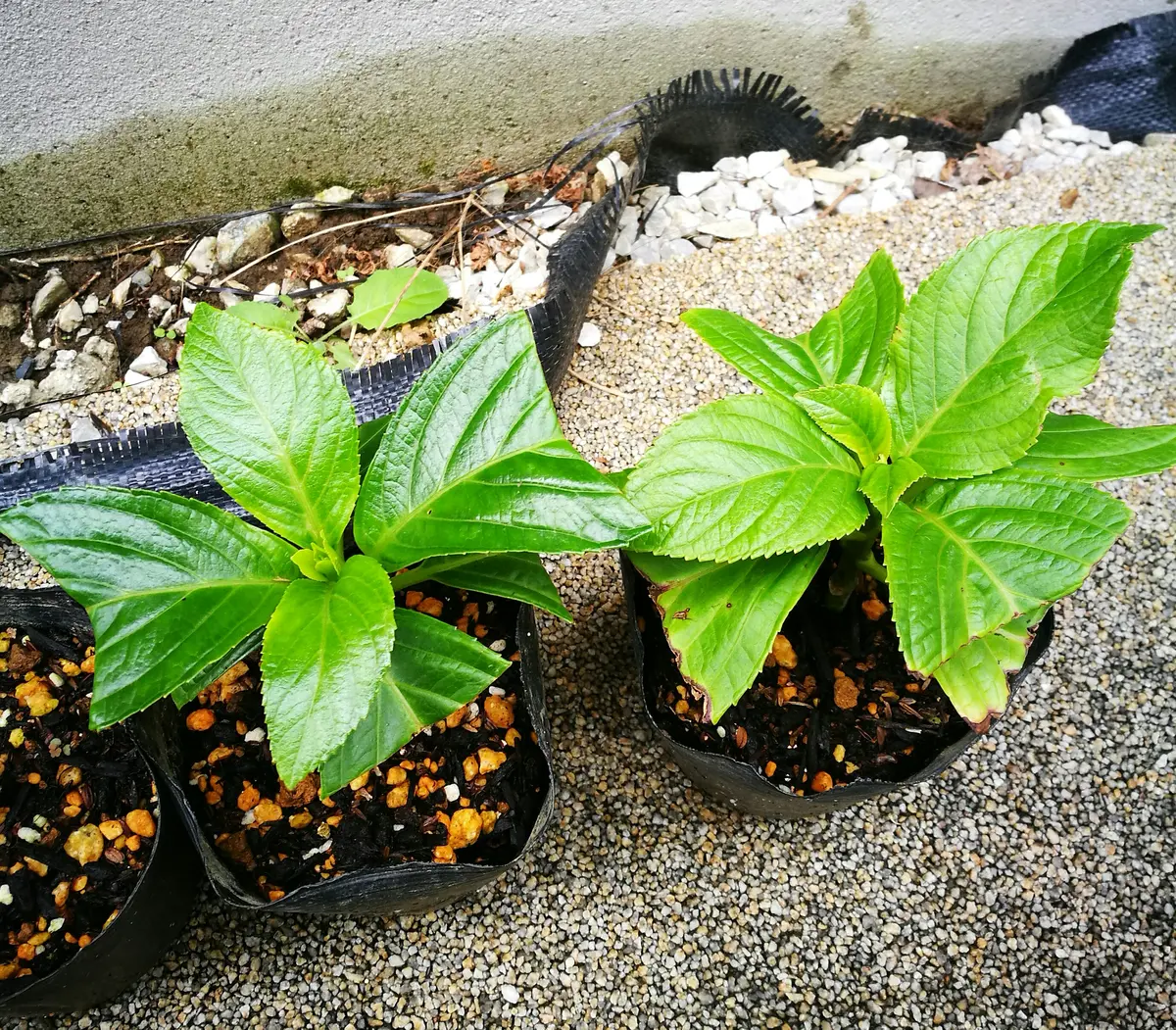 🌱紫陽花の挿し木🌱|そだレポ(栽培レポート)byKellyrose 🌱紫陽花の挿し木🌱|そだレポ(栽培レポート)byKellyrose
