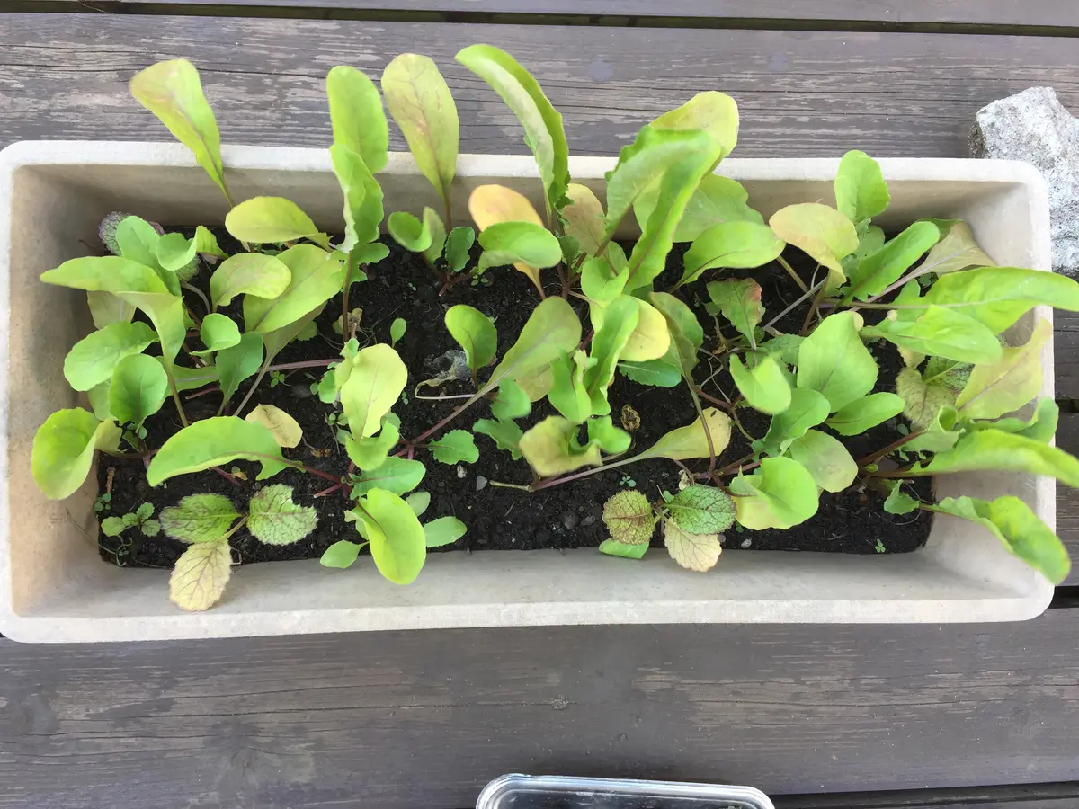 20/9/19 葉が黄色「ベビーリーフを育ててみる」-そだレポ｜みんなの  