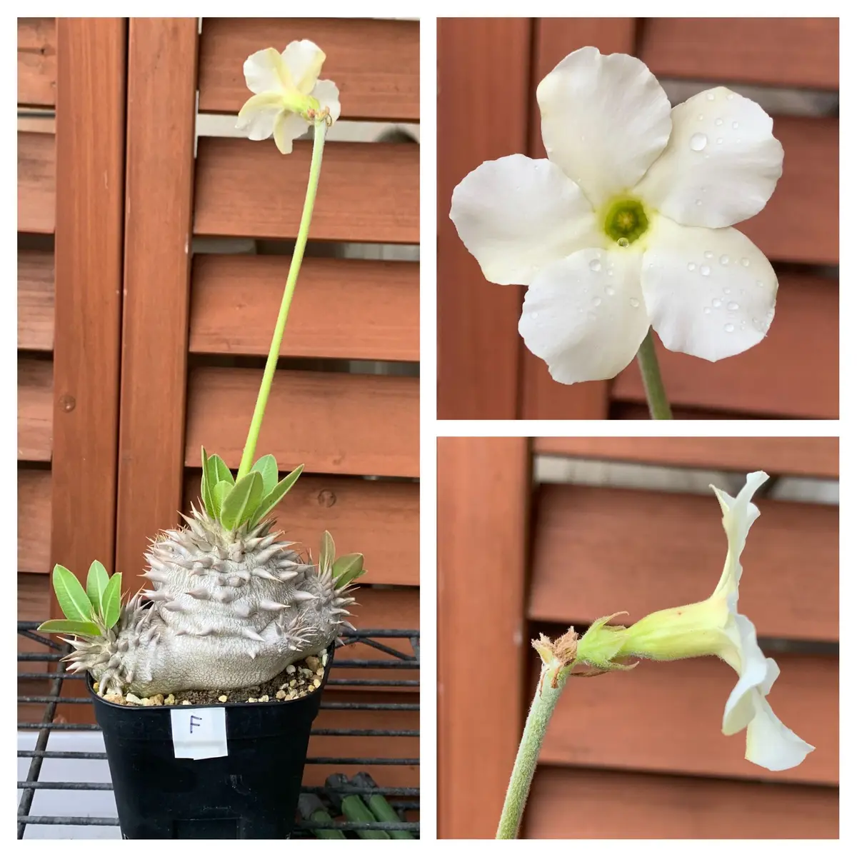 パキポディウム（エブレネウム&ロスラーツムor恵比寿大黒？）｜そ