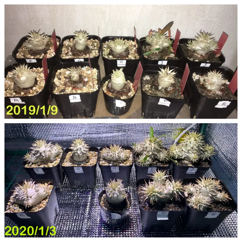 パキポディウム（エブレネウム&ロスラーツムor恵比寿大黒？）｜そ