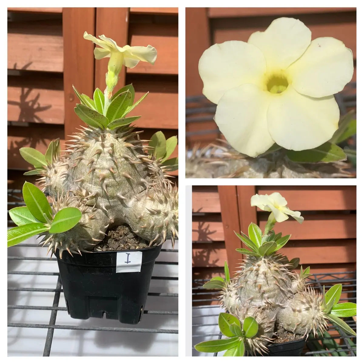 パキポディウム（エブレネウム&ロスラーツムor恵比寿大黒