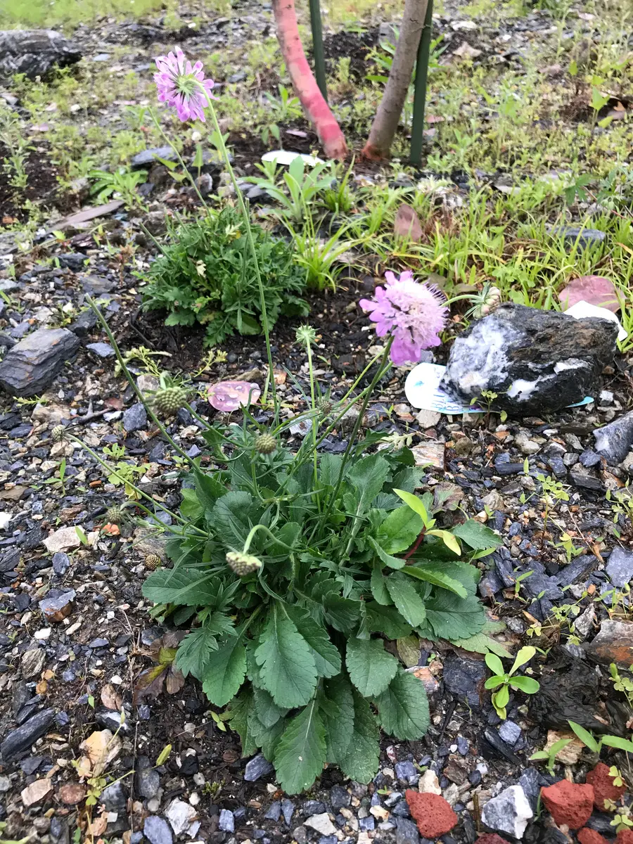 終了】スカビオサ(松虫草)☆ピンクッションピンク|そだレポ 終了】スカビオサ(松虫草)☆ピンクッションピンク|そだレポ