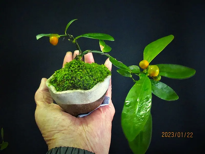 キンズ　金豆　[双幹木]　中品盆栽 キンズ 金豆 [双幹木] 中品盆栽 キンズ（豆金柑）の小盆栽づくり