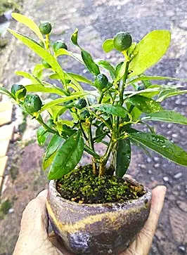 キンズ（豆金柑）の小盆栽づくり｜そだレポ（栽培レポート）bymeika