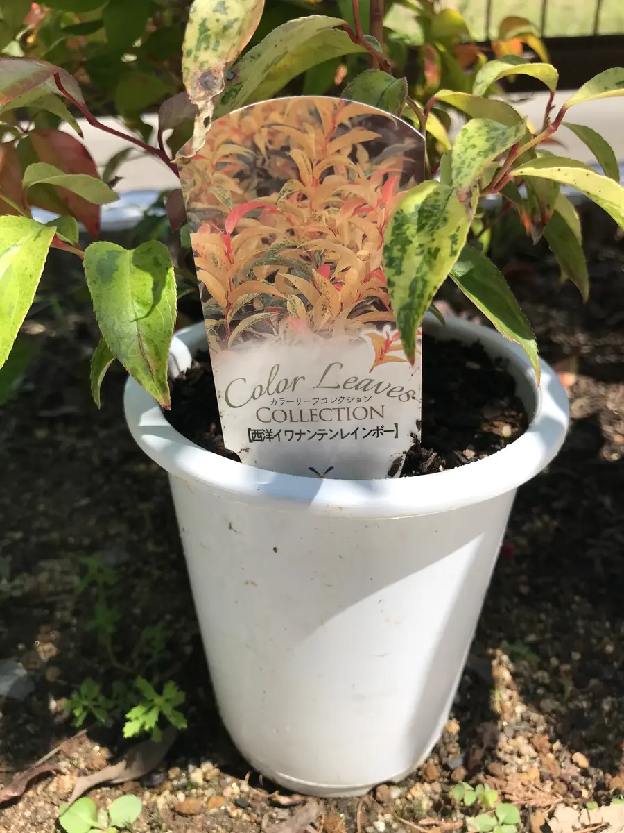 セイヨウイワナンテン☆レインボー｜そだレポ（栽培レポート）byま