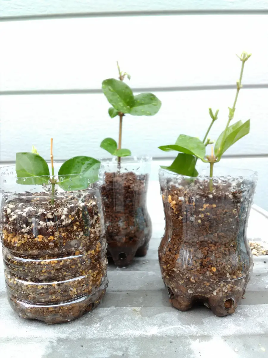 ジャスミンティー作ってみる！｜そだレポ（栽培レポート）by木が好き