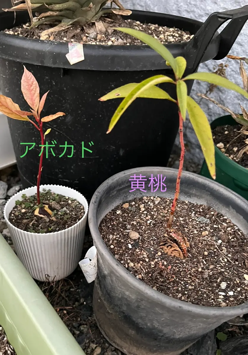 苗木・植木 種からの桃の苗木2本