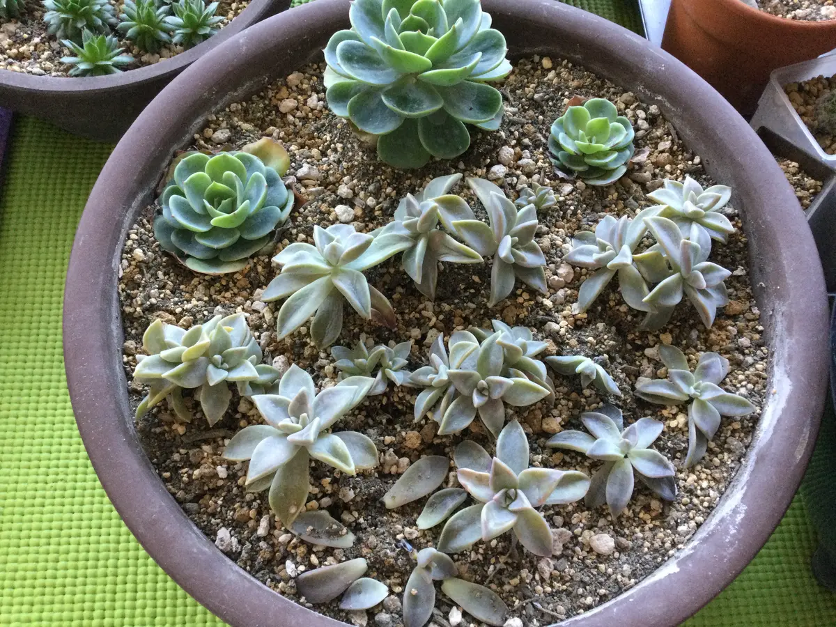 七福神と朧月の寄せ植え(ビューティペア)｜そだレポ（栽培レポート）by