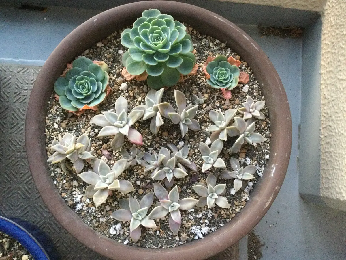 七福神と朧月の寄せ植え(ビューティペア)｜そだレポ（栽培レポート）by