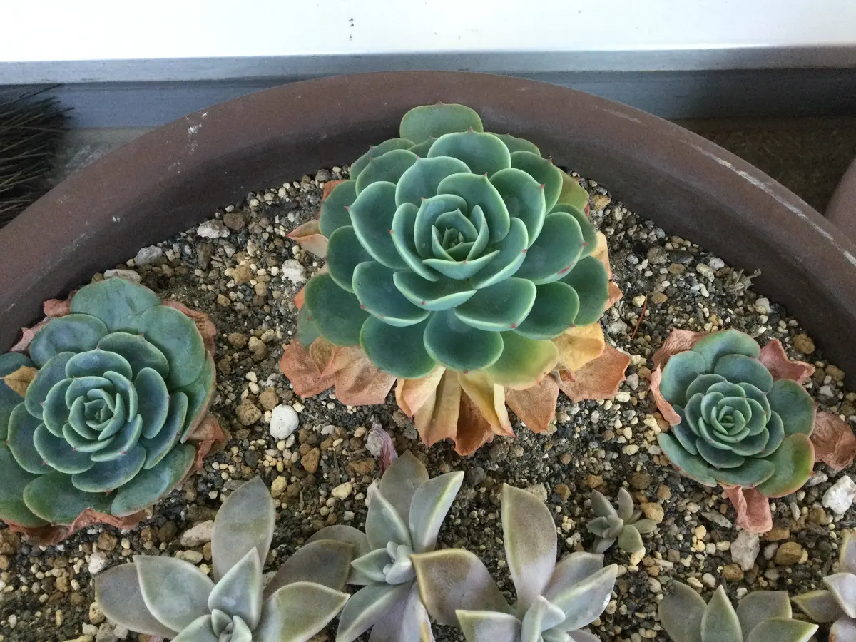 ⭐️ 朧月 いっぱ～い⭐️エケベリア 強健多肉 寄せ植え 多頭 鉢内全部 ⭐️ 朧月 いっぱ～い⭐️エケベリア 強健多肉 寄せ植え 多頭 鉢内全部