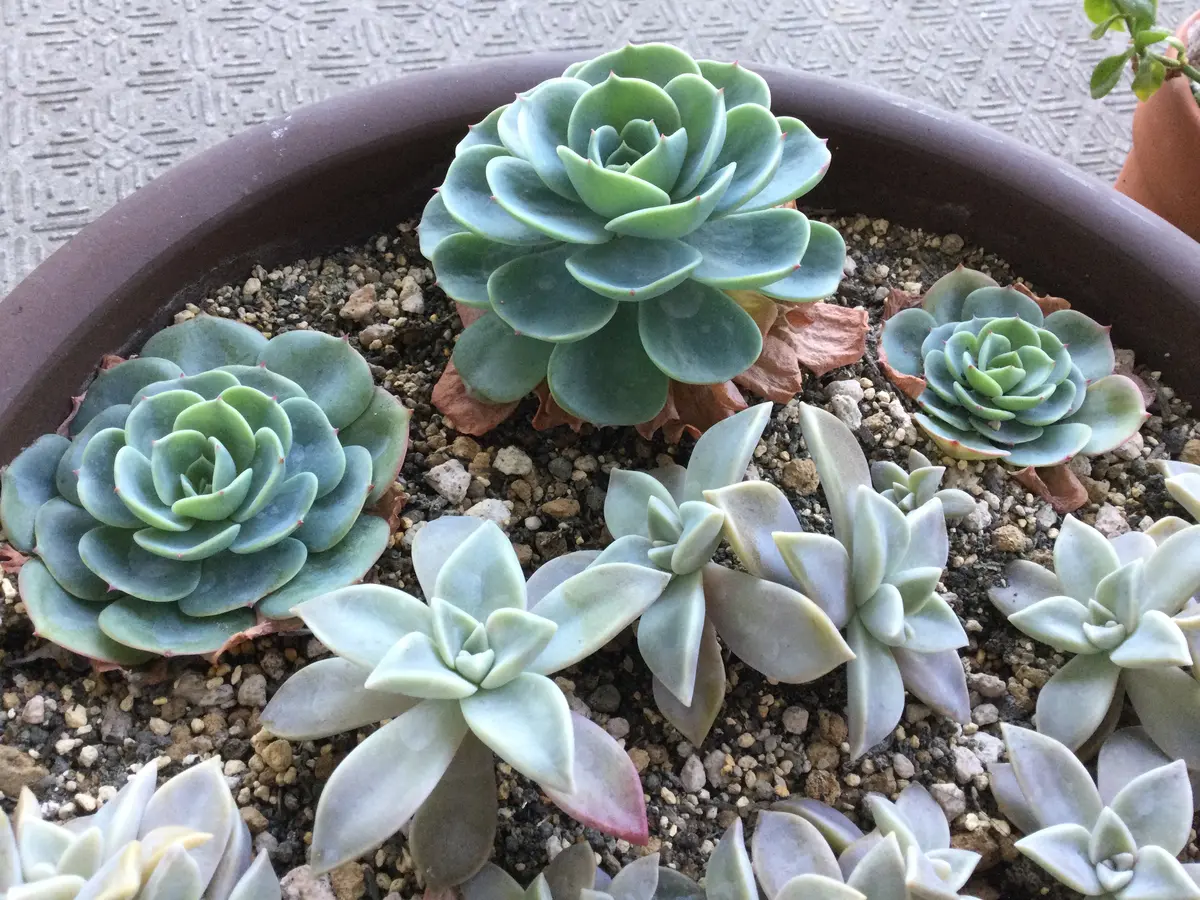 七福神と朧月の寄せ植え(ビューティペア)｜そだレポ（栽培レポート）by