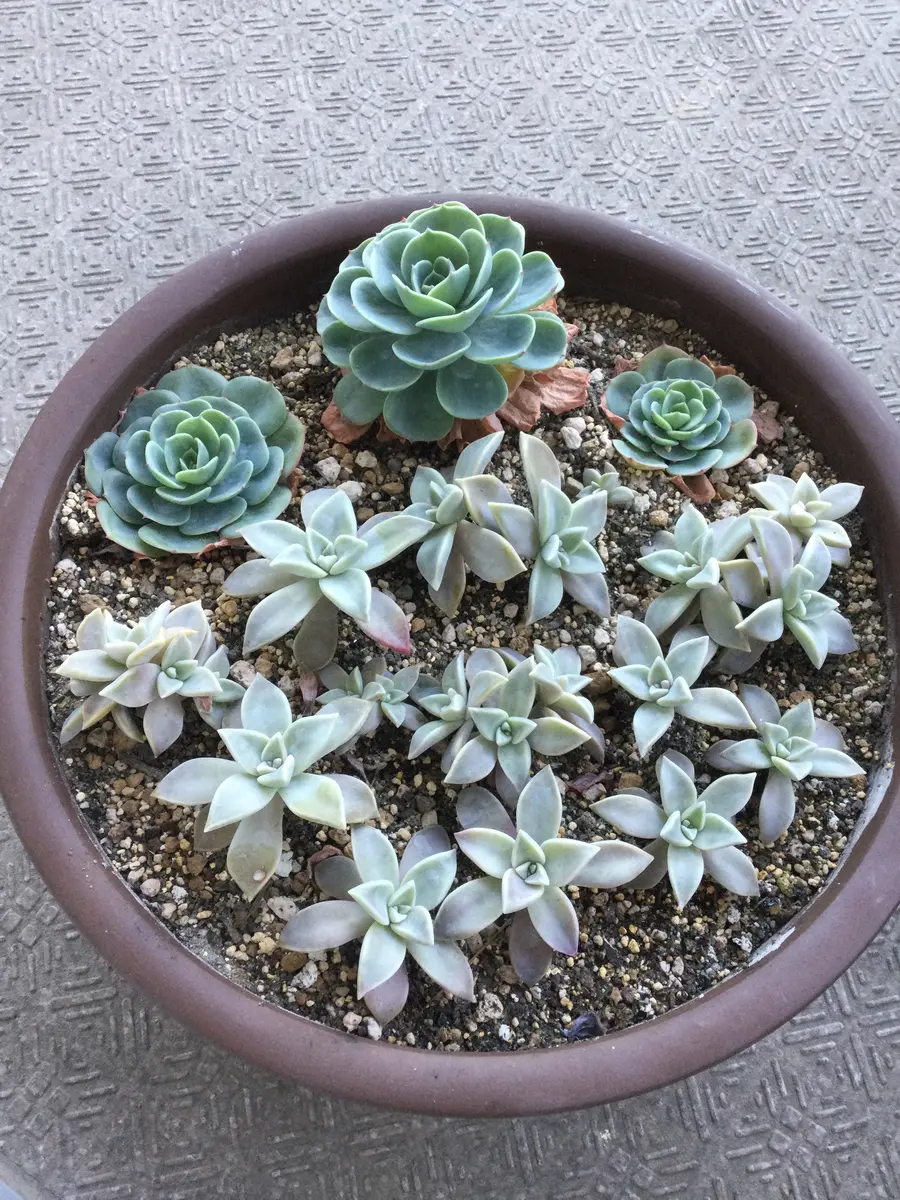 ⭐️ 朧月 いっぱ～い⭐️エケベリア 強健多肉 寄せ植え 多頭 鉢内全部