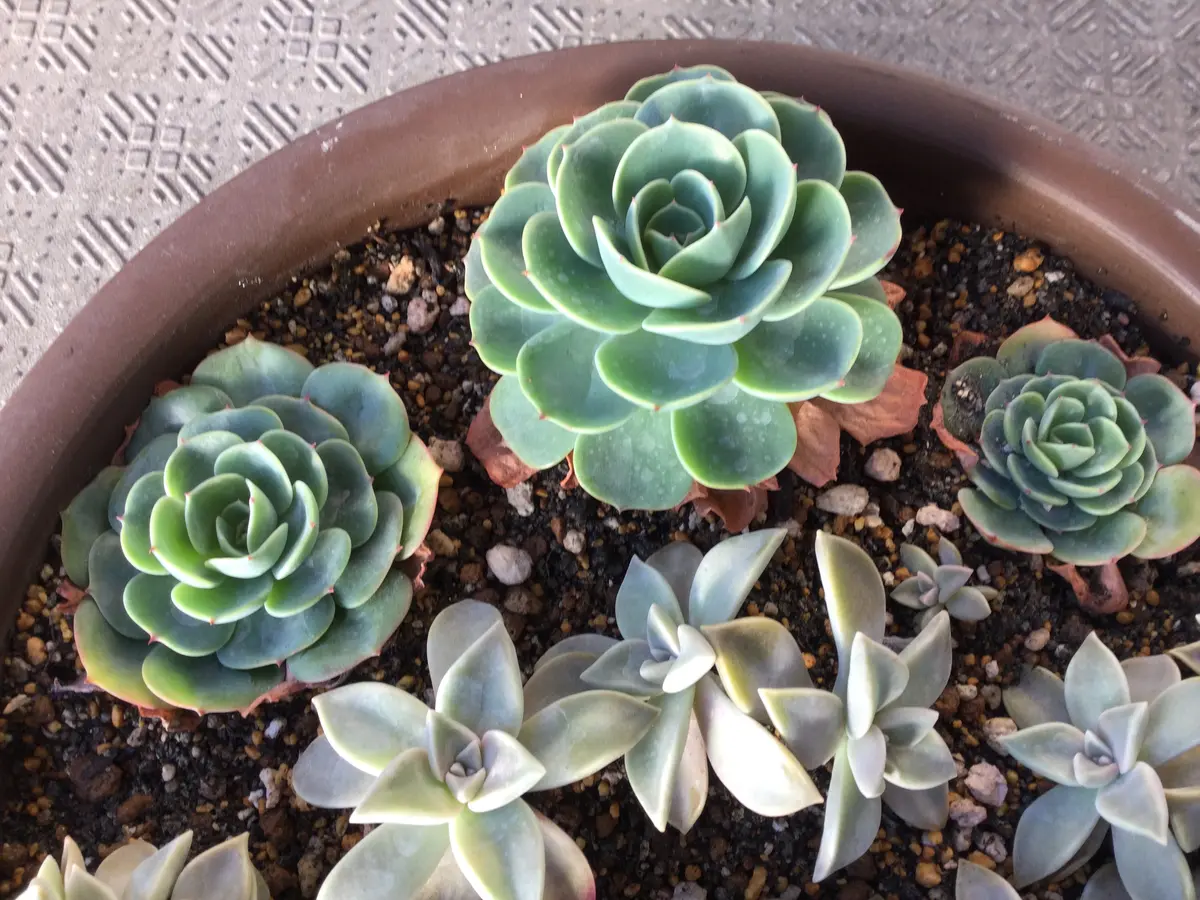 ⭐️ 朧月 いっぱ～い⭐️エケベリア 強健多肉 寄せ植え 多頭 鉢内全部