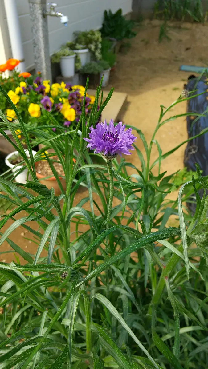 八重咲き矢車草 黒花 種15粒 矢車草(八重咲特選混合) | 株式会社ウタネ