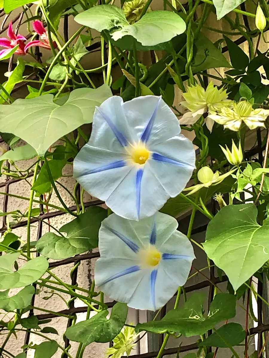 花色に惹かれはじめての西洋朝顔｜そだレポ（栽培レポート）byるぅまま