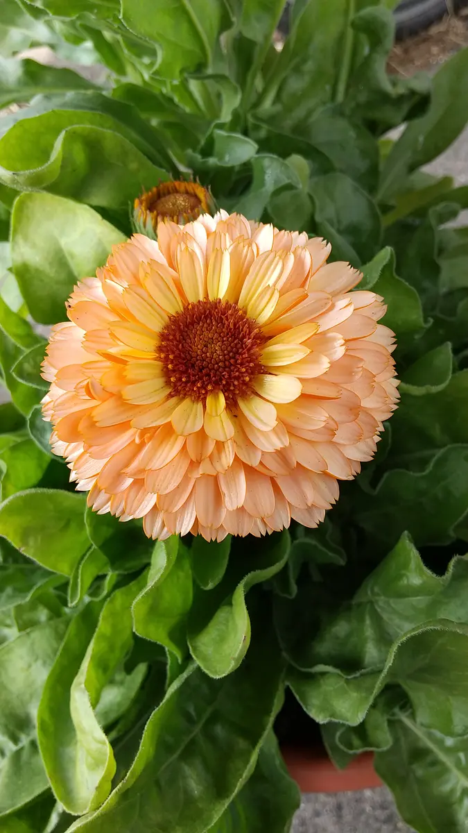 2020-21カレンデュラをうどん粉から守る｜そだレポ（栽培レポート）by