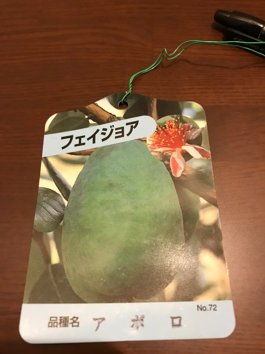 フェイジョア アポロ フェイジョア アポロ 【果樹の苗木 15cm 3年生挿し木苗