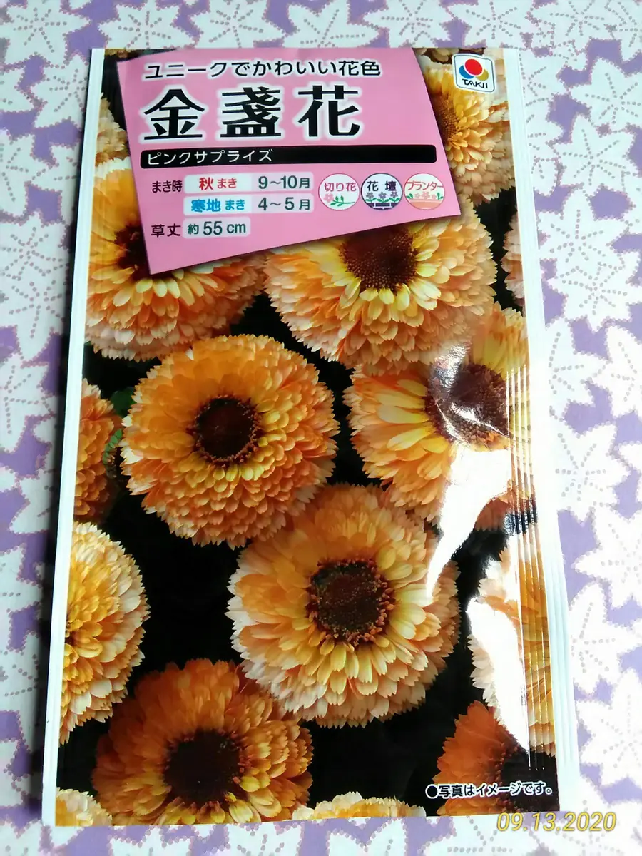 ユニークな花色｜そだレポ（栽培レポート）byあおぞら｜みんなの趣味の園芸