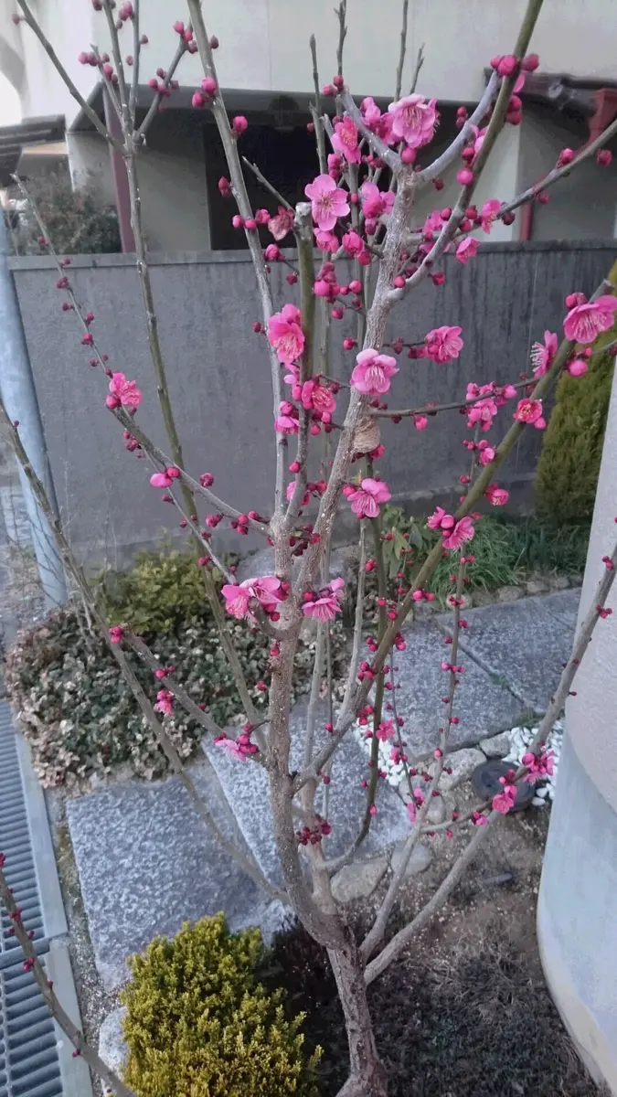 鹿児島紅梅 梅 / 37 - メルカリ 鹿児島紅梅 梅 / 37