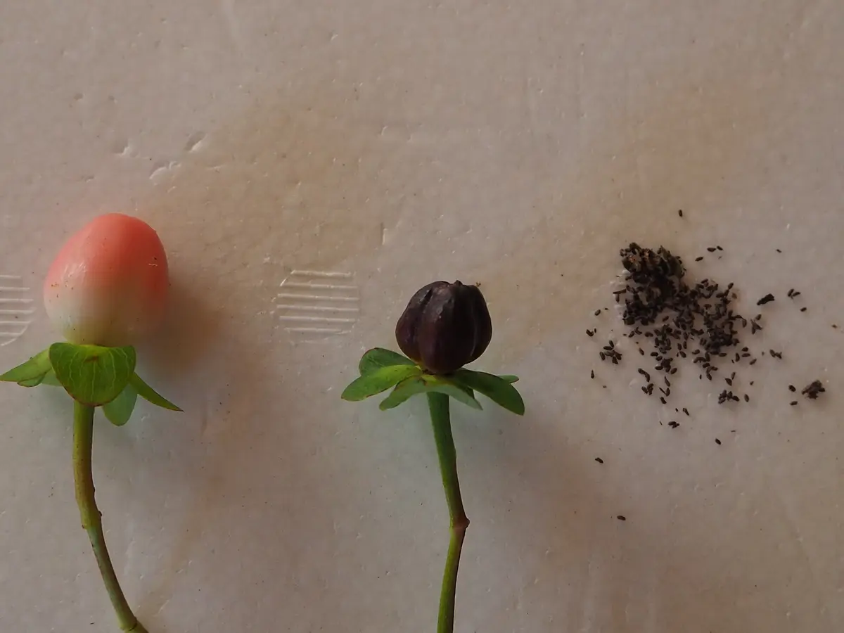 キンシバイ（弟切草）をタネと挿し芽で育てる｜そだレポ（栽培レポート 
