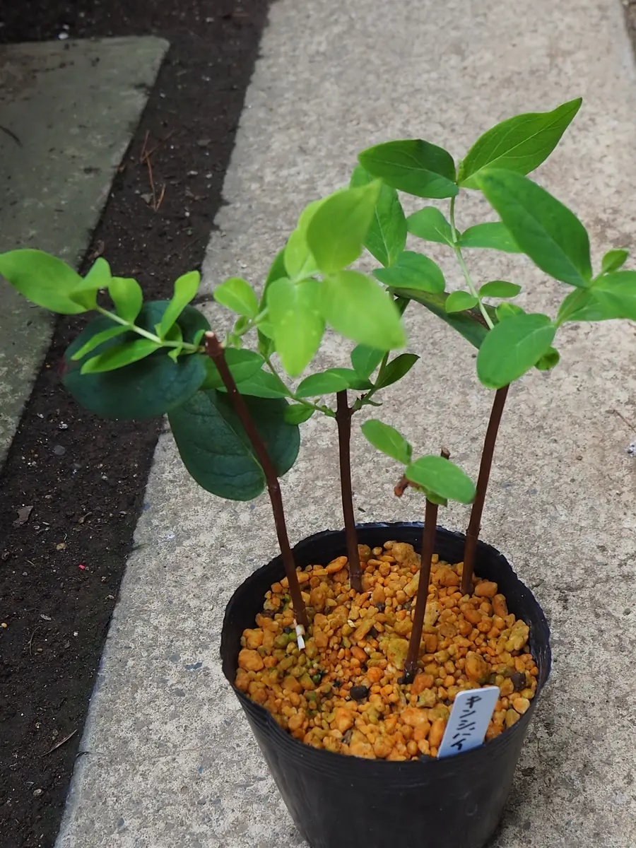 キンシバイ(弟切草)をタネと挿し芽で育てる|そだレポ(栽培 キンシバイ(弟切草)をタネと挿し芽で育てる|そだレポ(栽培