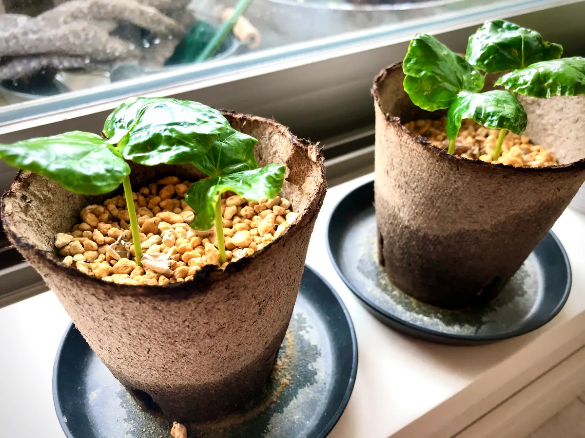双葉の豆鉢 4つ 【公式通販】