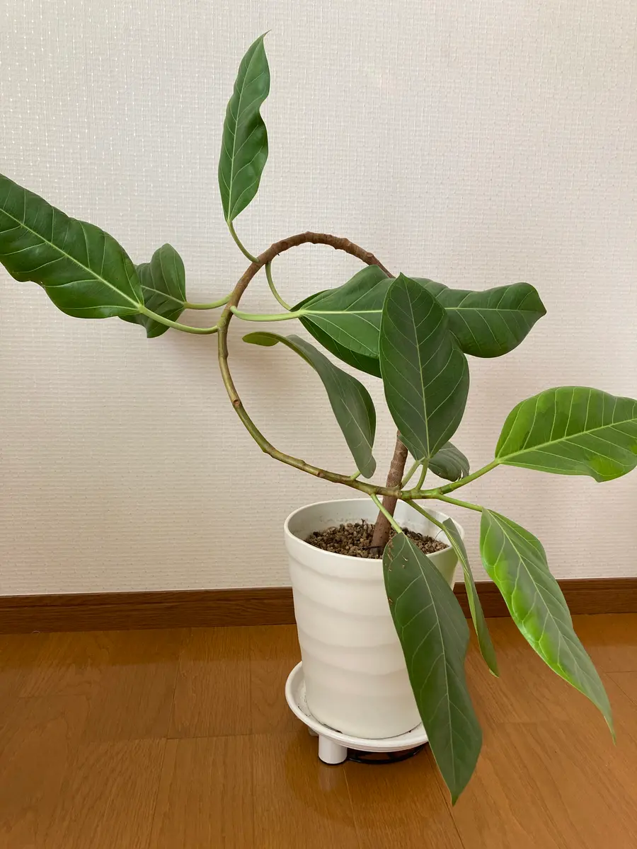 ゴムの木をかっこよく曲げてみたい！｜そだレポ（栽培レポート）byリン