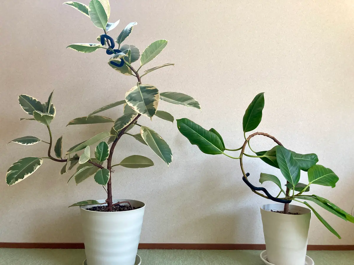 フランスゴムの木 曲がり仕立て 整った樹形 綺麗なグリーン フランス