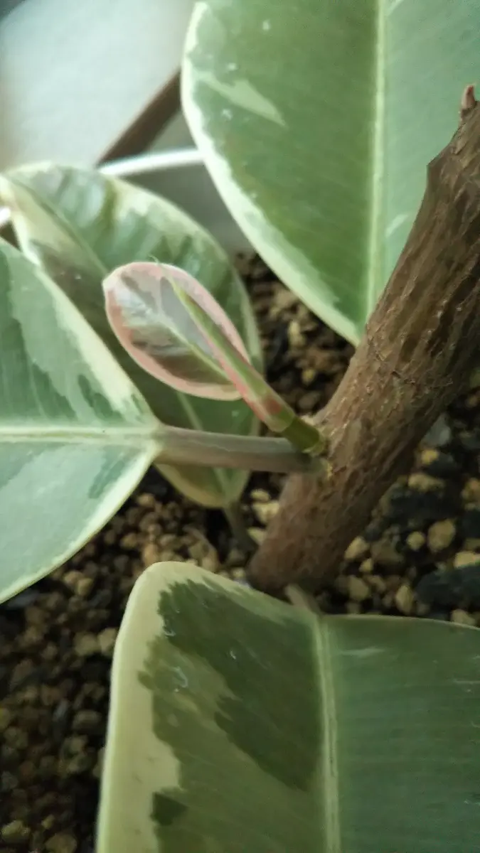 ゴムの木をかっこよく曲げてみたい！｜そだレポ（栽培レポート）byリン