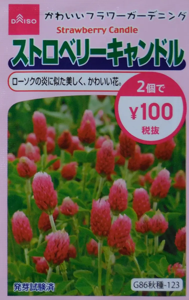ストロベリーキャンドル ストロベリーキャンドル（Crimson Clover）❀エディブルフラワー